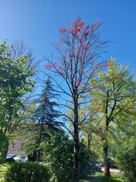 Lepa rdečelistna bukev